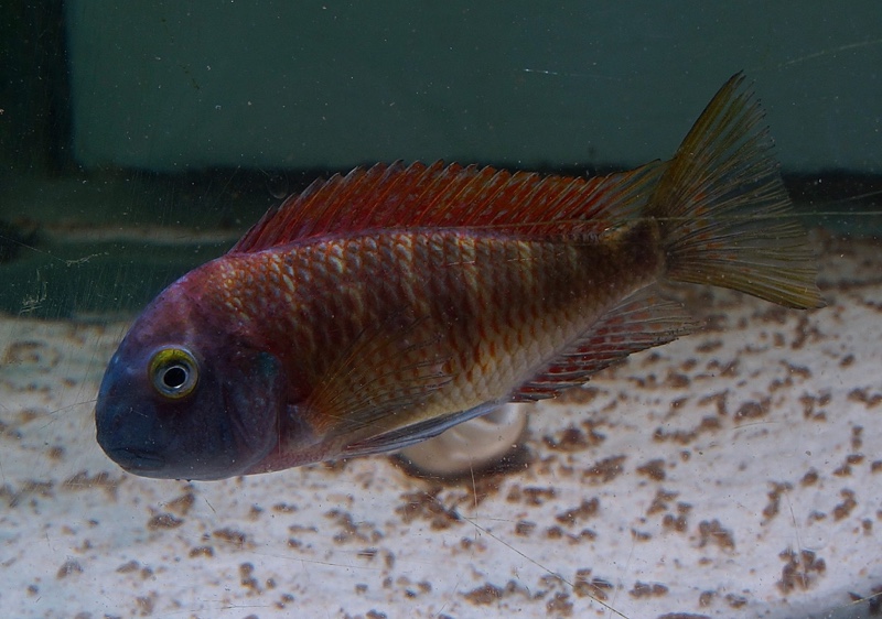 Tropheus moorii 'Kapere'